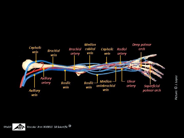 Cephalic vein Brachial vein Axillary artery Axillary vein Median Brachial cubital vein artery Basilic
