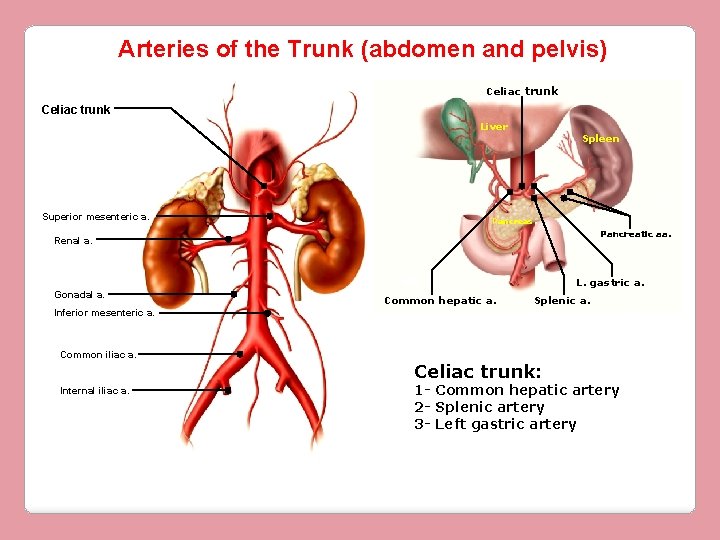 Arteries of the Trunk (abdomen and pelvis) Celiac trunk Liver Superior mesenteric a. Spleen