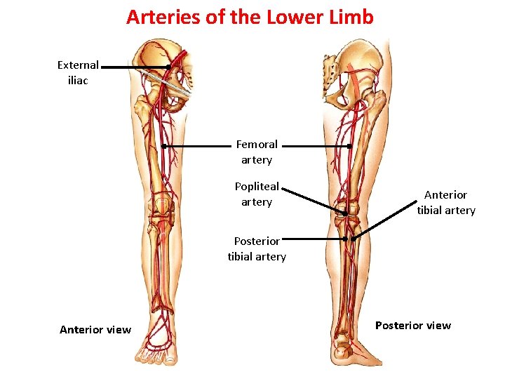 Arteries of the Lower Limb External iliac Femoral artery Popliteal artery Anterior tibial artery