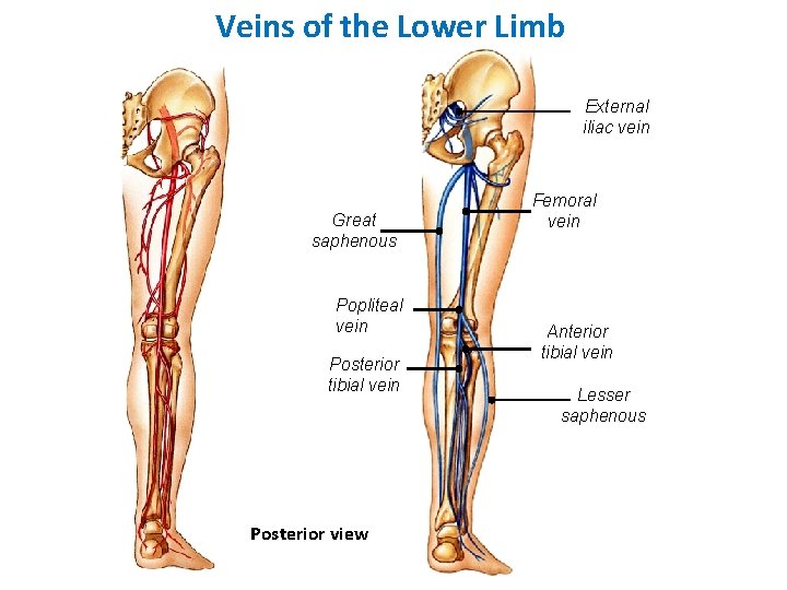 Veins of the Lower Limb External iliac vein Great saphenous Popliteal vein Posterior tibial