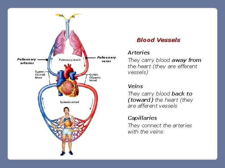 Blood Vessels Pulmonary arteries Pulmonary veins Arteries They carry blood away from the heart