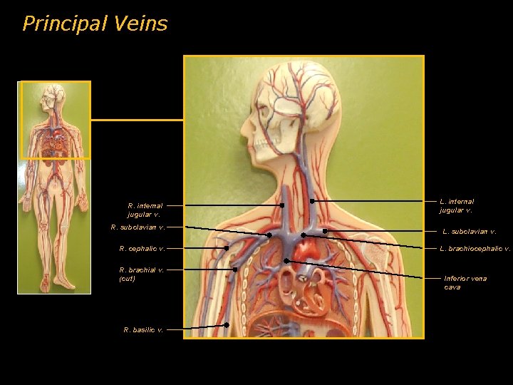 Principal Veins R. internal jugular v. R. subclavian v. R. cephalic v. R. brachial