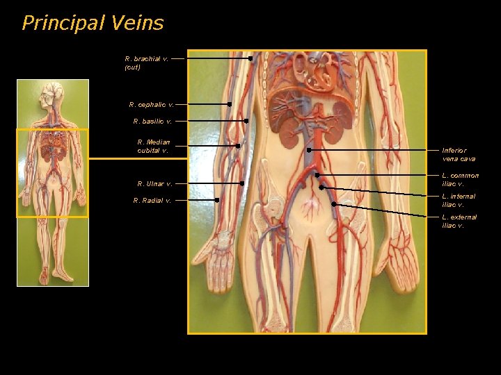 Principal Veins R. brachial v. (cut) R. cephalic v. R. basilic v. R. Median