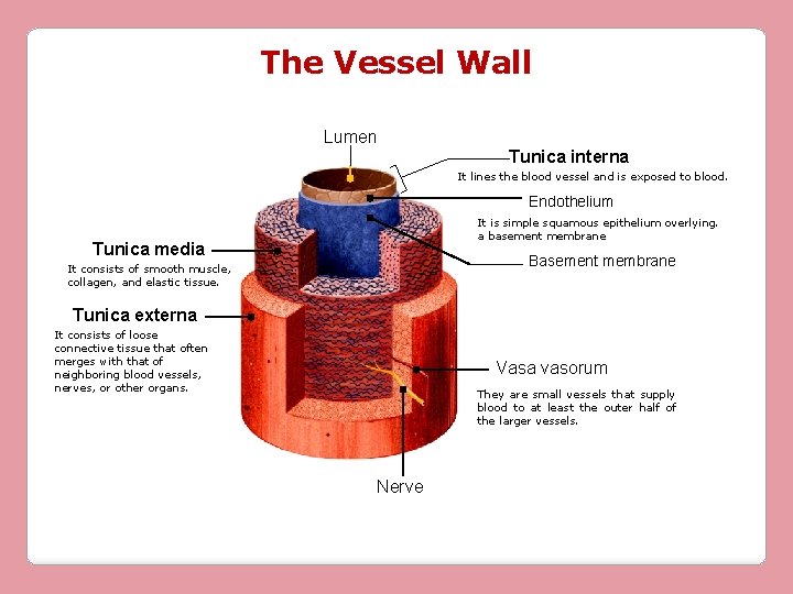 The Vessel Wall Lumen Tunica interna It lines the blood vessel and is exposed