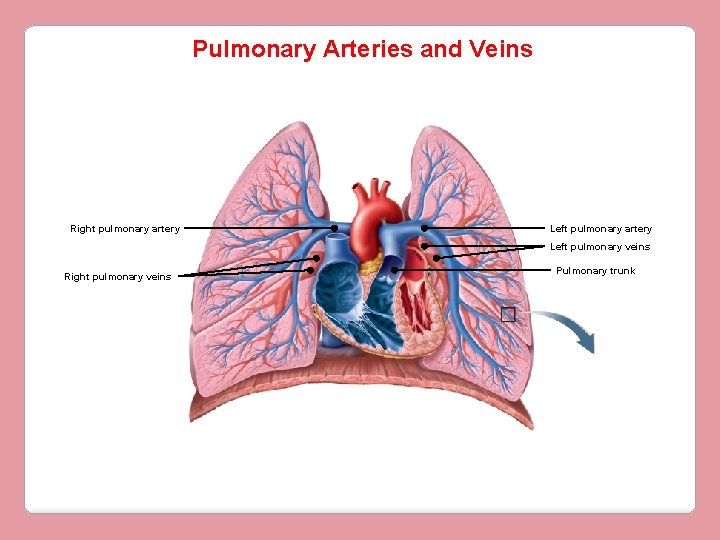 Pulmonary Arteries and Veins Right pulmonary artery Left pulmonary veins Right pulmonary veins Pulmonary
