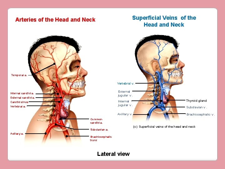 Superficial Veins of the Head and Neck Arteries of the Head and Neck Temporal