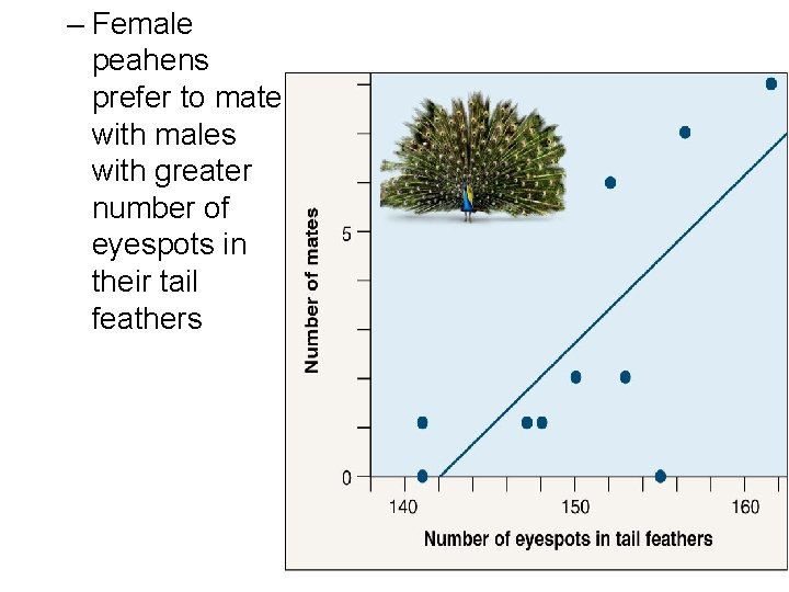 – Female peahens prefer to mate with males with greater number of eyespots in