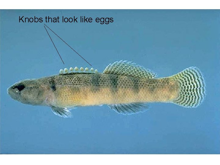 Knobs that look like eggs 