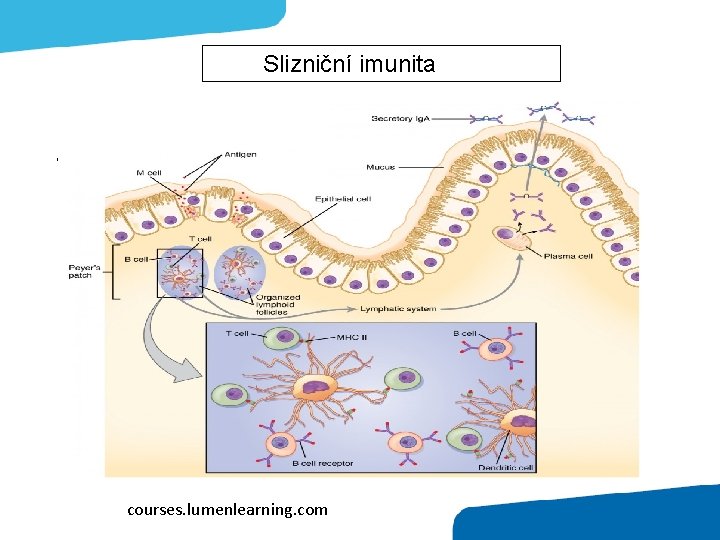 Slizniční imunita , /courses. lumenlearning. com 