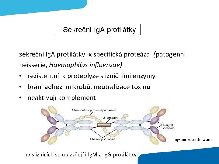 Sekreční Ig. A protilátky sekreční Ig. A protilátky x specifická proteáza (patogenní neisserie, Haemophilus