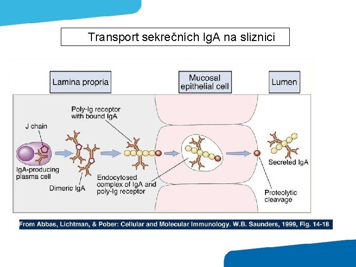 Transport sekrečních Ig. A na sliznici 