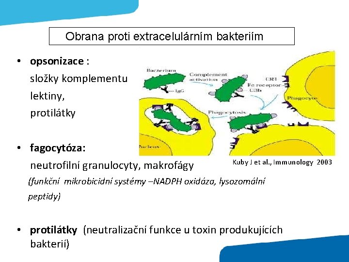 Obrana proti extracelulárním bakteriím • opsonizace : složky komplementu lektiny, protilátky • fagocytóza: neutrofilní