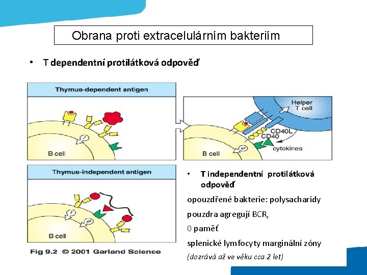 Obrana proti extracelulárním bakteriím • T dependentní protilátková odpověď • T independentní protilátková odpověď