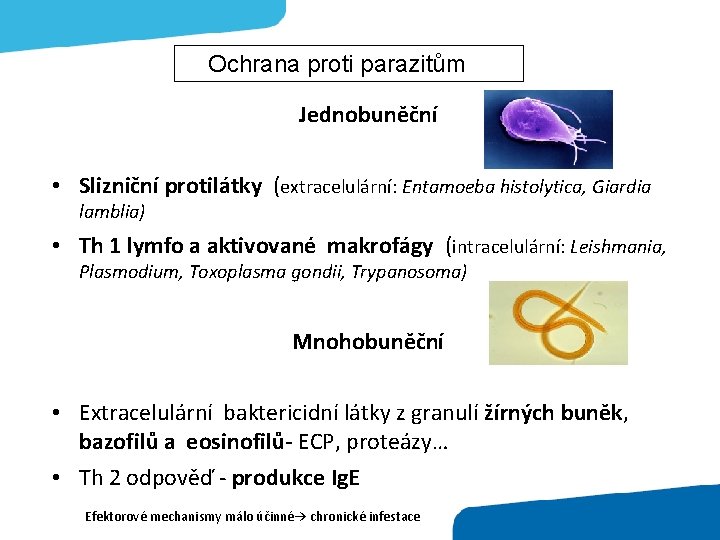 Ochrana proti parazitům Jednobuněční • Slizniční protilátky (extracelulární: Entamoeba histolytica, Giardia lamblia) • Th