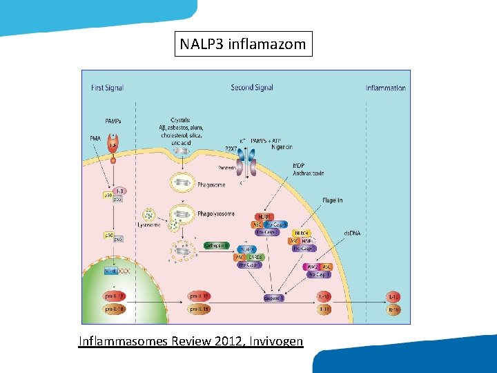 NALP 3 inflamazom Inflammasomes Review 2012, Invivogen 