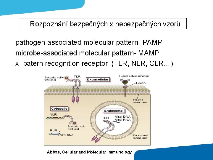 Rozpoznání bezpečných x nebezpečných vzorů pathogen-associated molecular pattern- PAMP microbe-associated molecular pattern- MAMP x