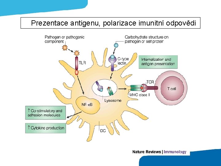 Prezentace antigenu, polarizace imunitní odpovědi 