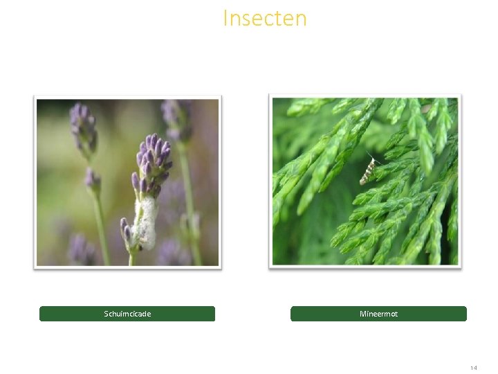 Insecten Schuimcicade Mineermot 14 