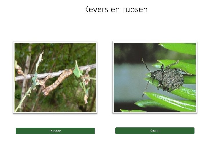 Kevers en rupsen Rupsen Kevers 