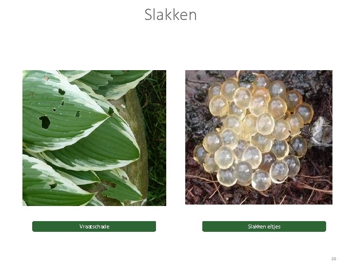 Slakken Vraatschade Slakken eitjes 20 