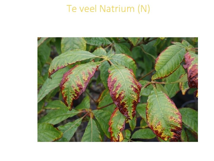 Te veel Natrium (N) 