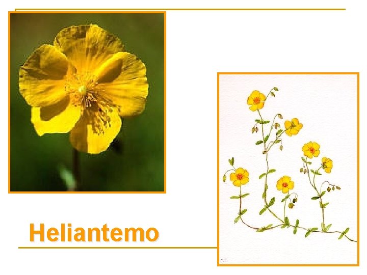 Heliantemo 