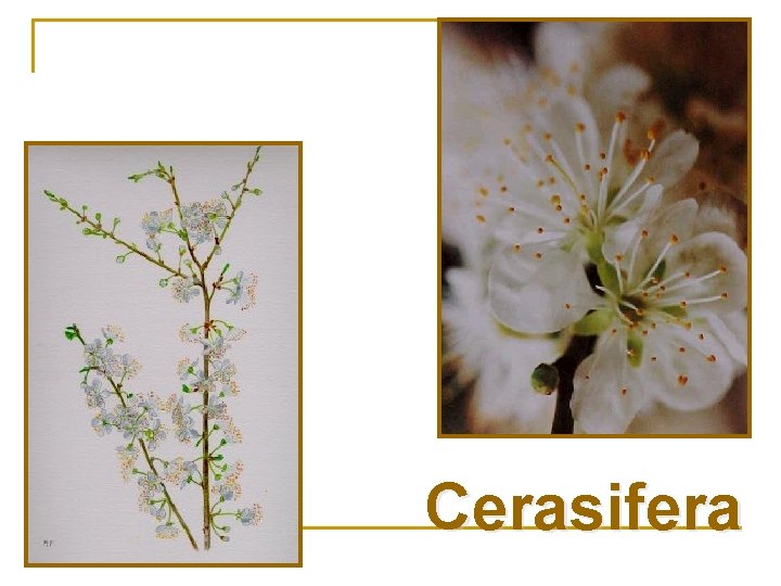 Cerasifera 