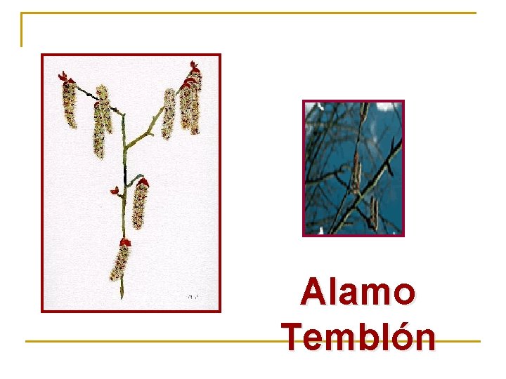 Alamo Temblón 