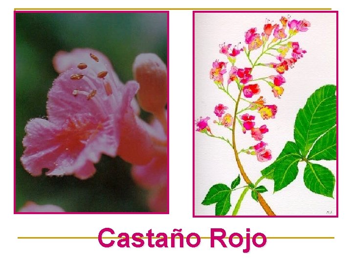 Castaño Rojo 