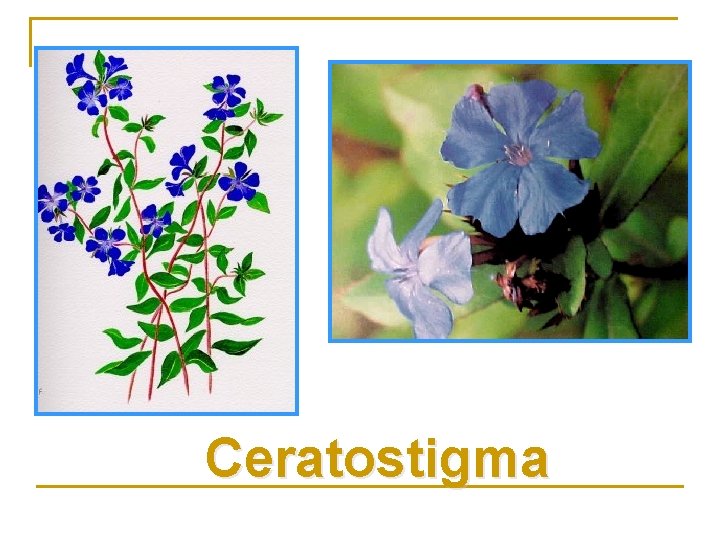 Ceratostigma 