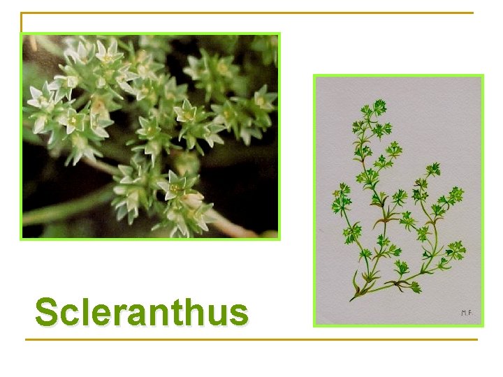 Scleranthus 