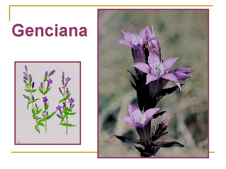 Genciana 