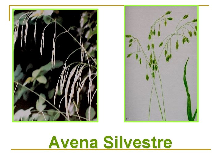 Avena Silvestre 