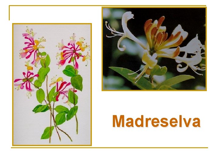Madreselva 