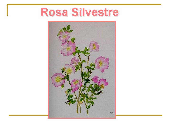 Rosa Silvestre 