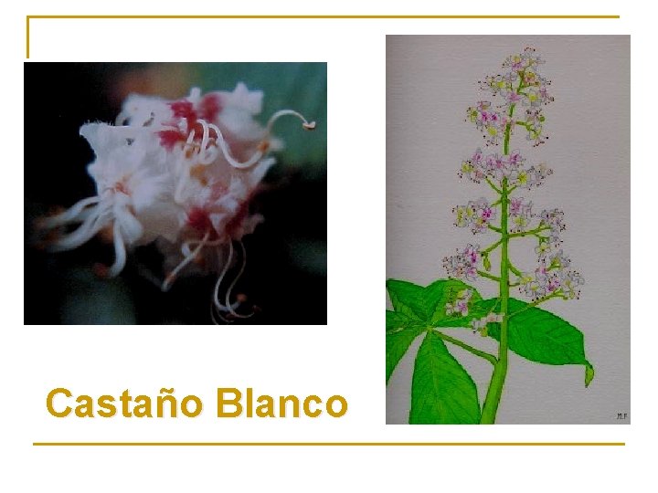 Castaño Blanco 