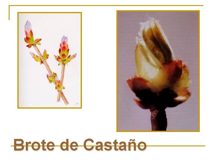 Brote de Castaño 