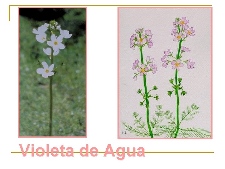 Violeta de Agua 