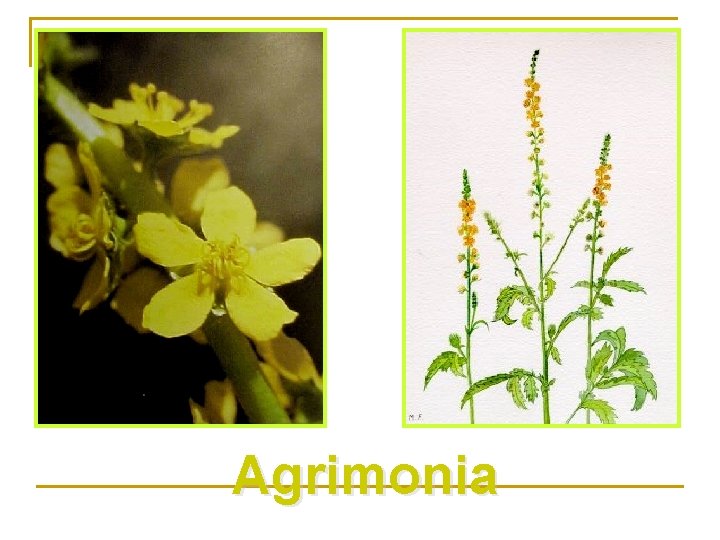 Agrimonia 