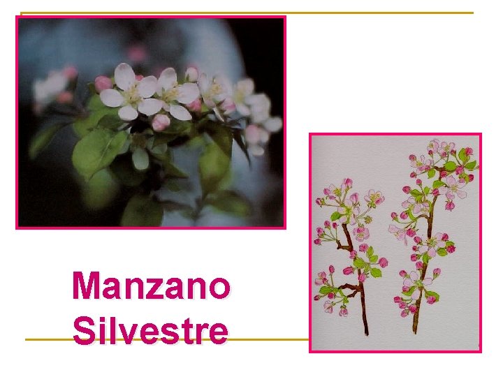 Manzano Silvestre 