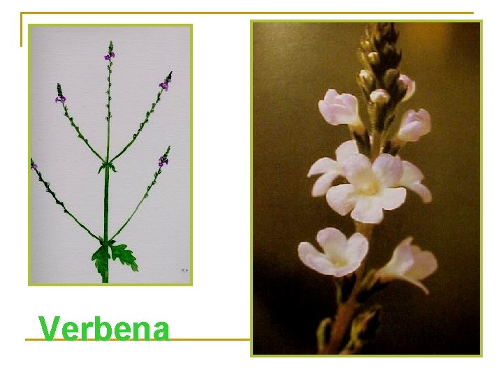 Verbena 
