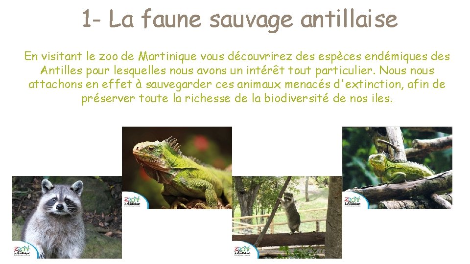 1 - La faune sauvage antillaise En visitant le zoo de Martinique vous découvrirez