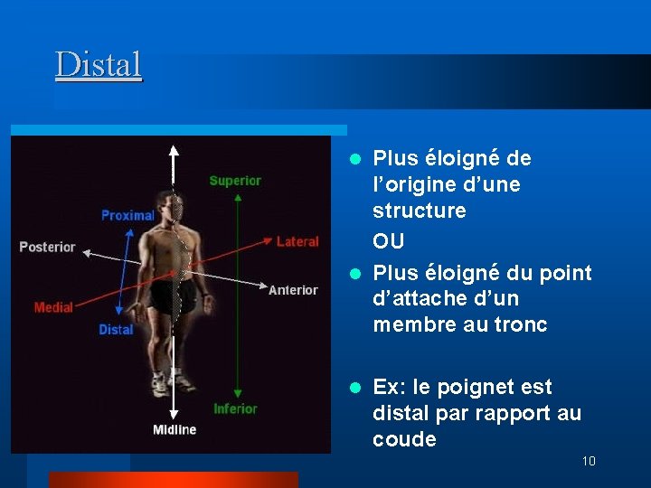 Distal Plus éloigné de l’origine d’une structure OU l Plus éloigné du point d’attache