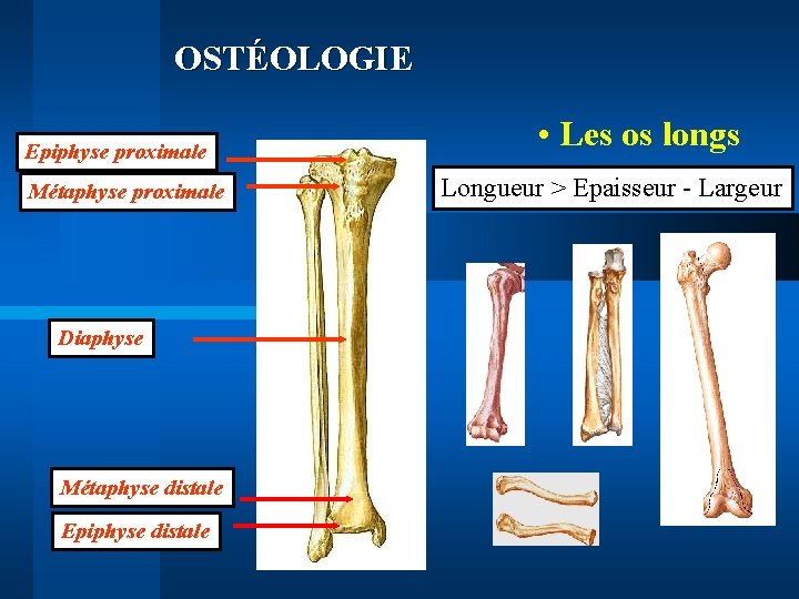 OSTÉOLOGIE Epiphyse proximale Métaphyse proximale Diaphyse Métaphyse distale Epiphyse distale • Les os longs