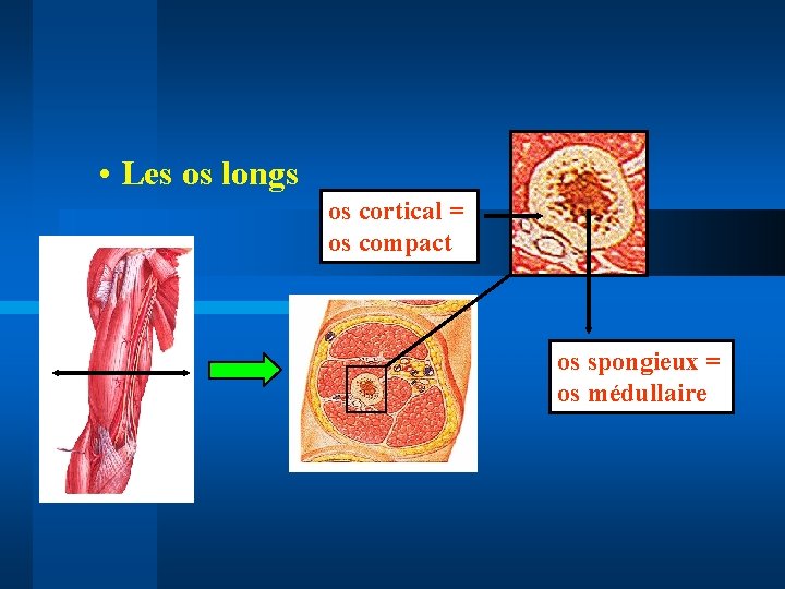  • Les os longs os cortical = os compact os spongieux = os
