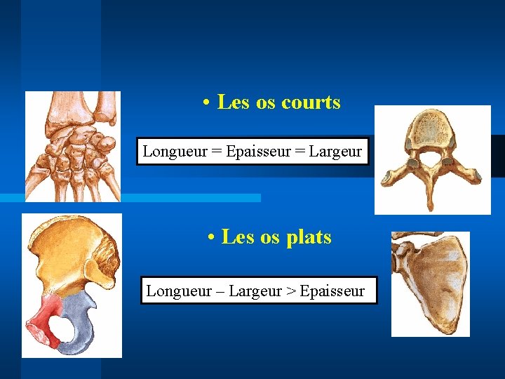  • Les os courts Longueur = Epaisseur = Largeur • Les os plats