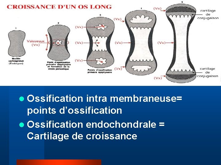 l Ossification intra membraneuse= points d’ossification l Ossification endochondrale = Cartilage de croissance 
