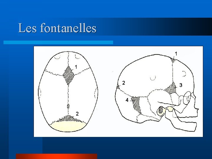 Les fontanelles 