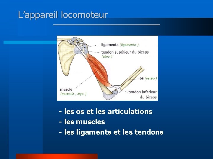 L’appareil locomoteur - les os et les articulations - les muscles - les ligaments