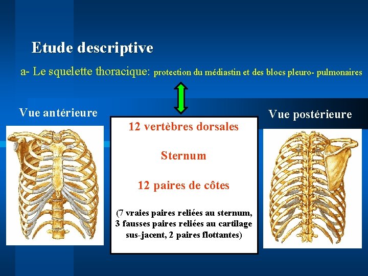 Etude descriptive a- Le squelette thoracique: protection du médiastin et des blocs pleuro- pulmonaires